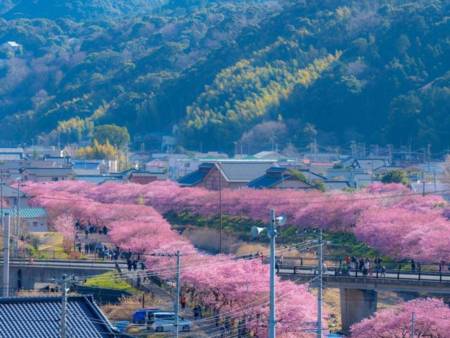 日本一の早咲き桜・河津桜ロードも車ですぐ