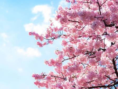 河津桜は2月中旬でほぼ満開です